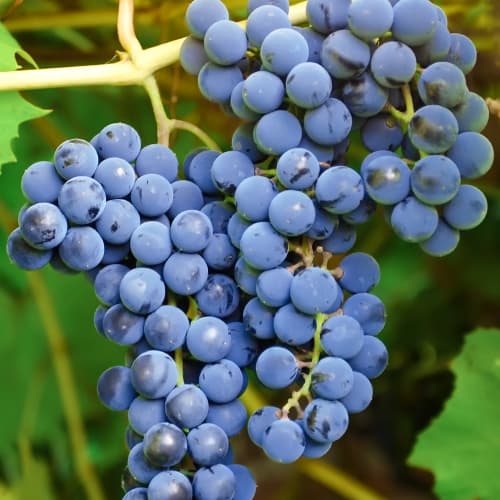 1 saz, Vinná réva Cascade, Р9 - : Monžstvo balíkov: 1 saz