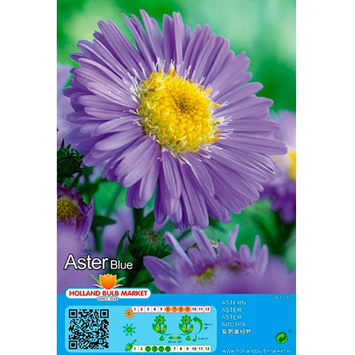 1 Stück, Aster Blue - Stauden: Ilość w opakowaniu: 1 Stück
