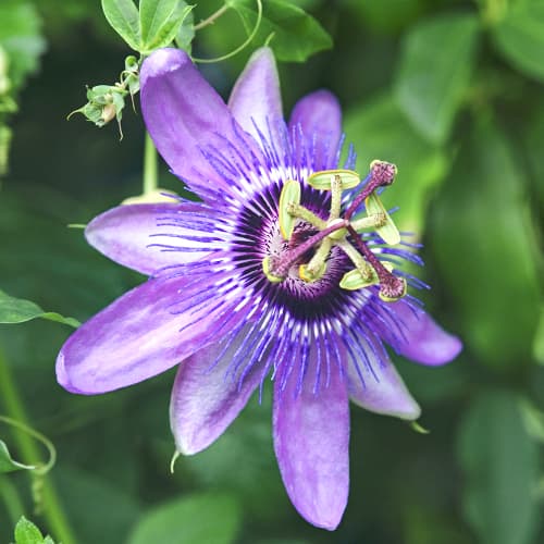 1 Pflanze(n), Passionsblume (Passiflora) Lavender Lady, P9 - Setzlinge: Ilość w opakowaniu: 1 Pflanze(n)