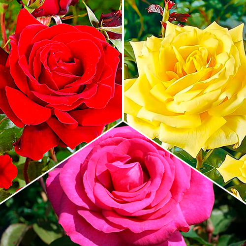 Tolles Angebot! Set großblütiger Rosen Tricolor, Setzlinge 3er Set - Setzlinge: Ilość w opakowaniu: 3 Pflanze(n)