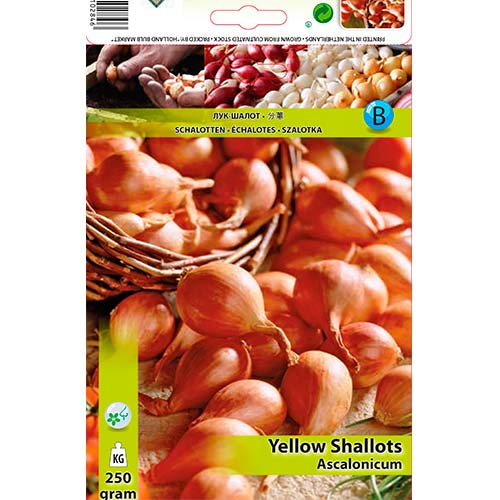 1 szt, Gelbe Schalotte - Samen: Ilość w opakowaniu: 250 g