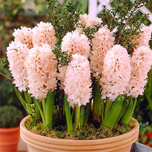 3 szt., Hiacynt China Pink - Cebule: Ilość w opakowaniu: 3 szt.