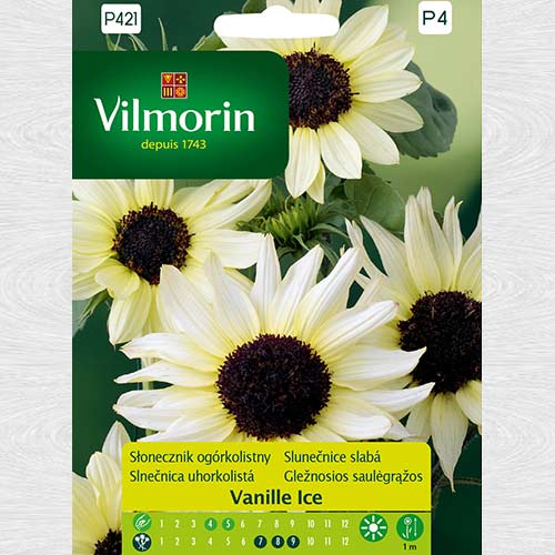 1 pac, Floarea soarelui Vanilla Ice - Semințe: Mod de ambalare: 0.5 g