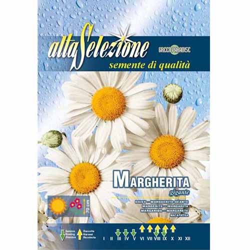 1 pac, Margaretă gigantică - Semințe: Mod de ambalare: 1.5 g