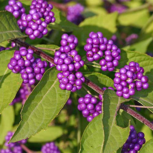 1 buc, Callicarpa dichotoma - Răsaduri: Mod de ambalare: 1 buc