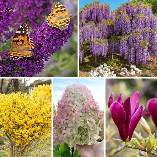 Conjunto de arbustos ornamentais Blooming Garden, 5 mudas - Plântulas: Ilość w opakowaniu: 5 plant