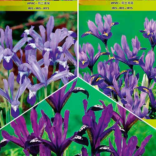 Ofertă specială! Iris reticulata mix multicolor - Bulbi: Mod de ambalare: 30 buc