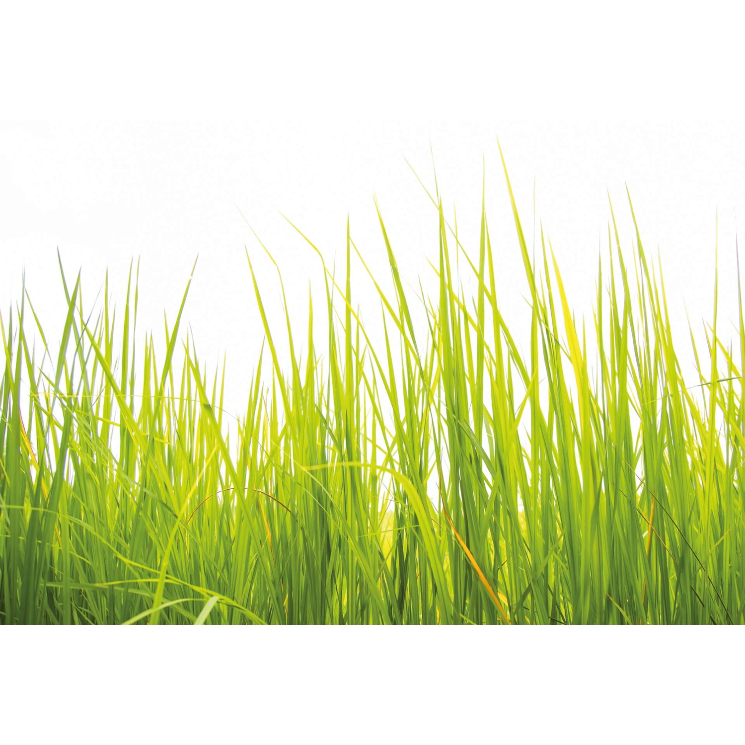 Fototapeta High Grass 384 x 260 cm