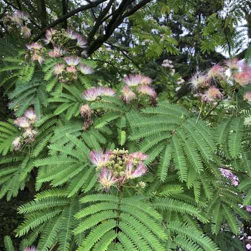 1 saz, Albizia Tropical Dream PBR, C10 - : Monžstvo balíkov: 1 saz