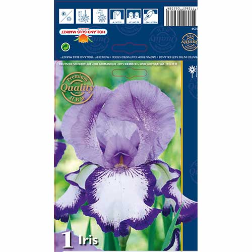 1 Stück, Bartiris (Iris) On Edge - Blumenzwiebeln: Ilość w opakowaniu: 1 Stück