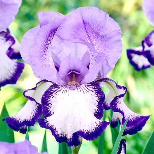 1 Stück, Bartiris (Iris) On Edge - Blumenzwiebeln: Ilość w opakowaniu: 1 Stück