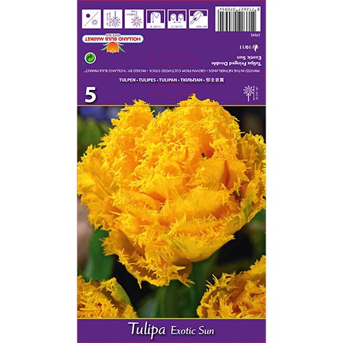 Tulipe Sol Exótico - Bulbos: Ilość w opakowaniu: 5 bulbos