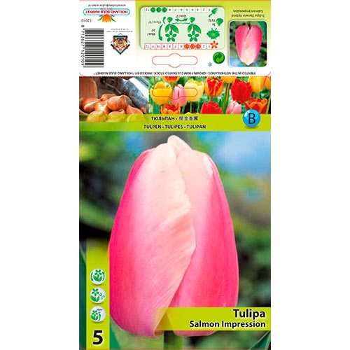 Tulipe Salmon Impression - Bulbos: Ilość w opakowaniu: 5 bulbos