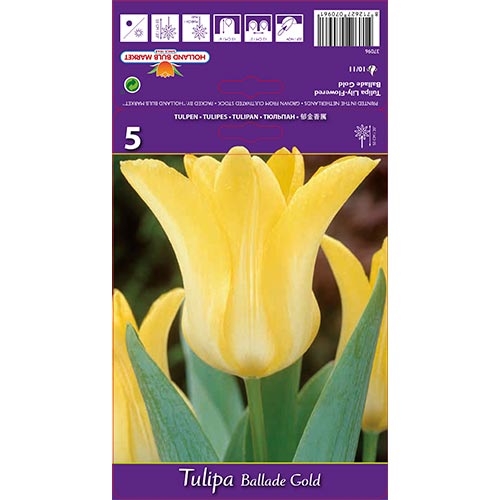 Tulipe Ballade Gold - Bulbos: Ilość w opakowaniu: 5 bulbos