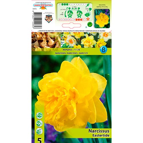 Narcisse Pascua - Bulbos: Ilość w opakowaniu: 5 bulbos