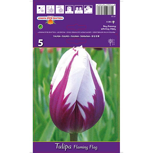 Tulipe Flaming Flag - Bulbos: Ilość w opakowaniu: 5 bulbos