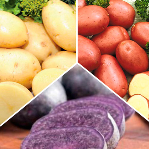 9 kg, Super Oferta! Zestaw sadzeniaków ziemniaków 9 kg - : Ilość w opakowaniu: 9 kg