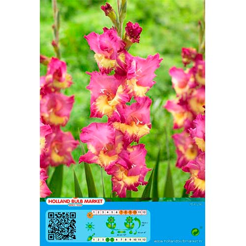 1 szt, Gladiola (Mieczyk) Far West - Cebule: Ilość w opakowaniu: 5 szt.