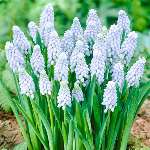 10 Stück, Zwiebel Valerie Finnis - Blumenzwiebeln: Ilość w opakowaniu: 10 Stück