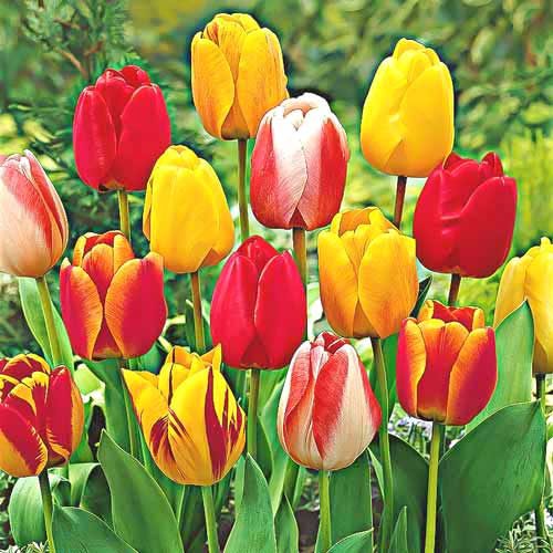 10 Stück, Tulpe Darwina,farbmischung - Blumenzwiebeln: Ilość w opakowaniu: 10 Stück