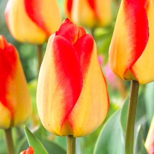 10 Stück, Tulpe American Dream - Blumenzwiebeln: Ilość w opakowaniu: 10 Stück