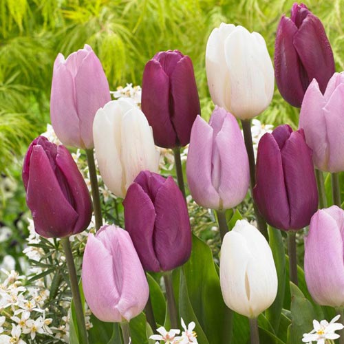 10 Stück, Tulpe Prince,farbmischung - Blumenzwiebeln: Ilość w opakowaniu: 10 Stück