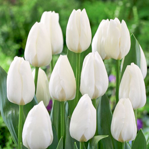 10 Stück, Tulpe Royal Virgin - Blumenzwiebeln: Ilość w opakowaniu: 10 Stück