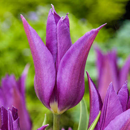10 Stück, Tulpe Purple Dream - Blumenzwiebeln: Ilość w opakowaniu: 10 Stück