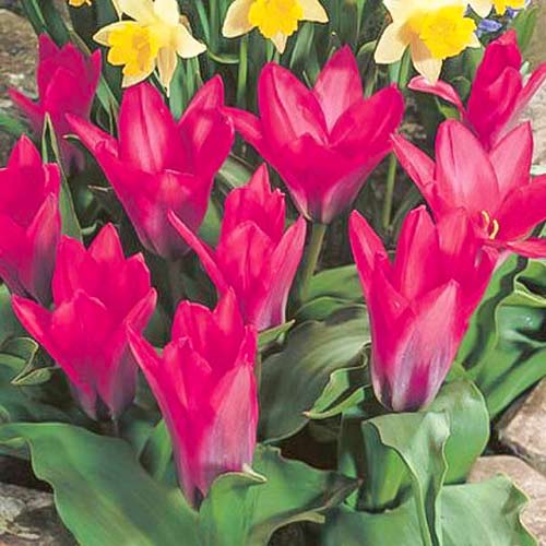 10 Stück, Tulpe Pink Dwarf - Blumenzwiebeln: Ilość w opakowaniu: 10 Stück