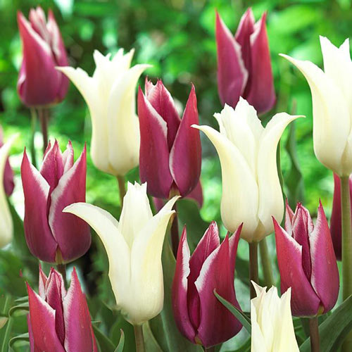 10 Stück, Tulpe Purple Chic, farbmischung - Blumenzwiebeln: Ilość w opakowaniu: 10 Stück