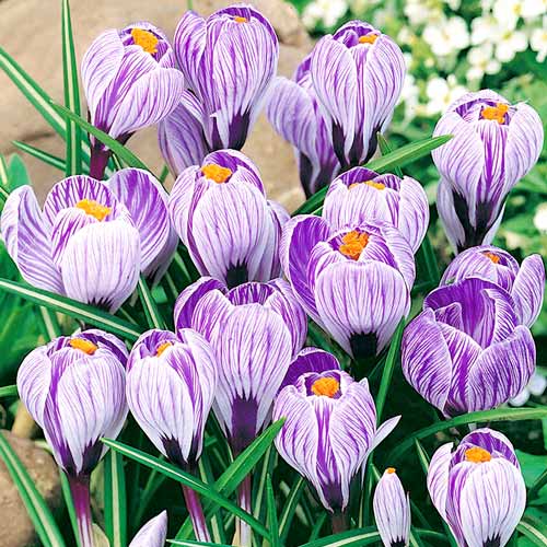 10 Stück, Krokus Pickwick - Blumenzwiebeln: Ilość w opakowaniu: 10 Stück