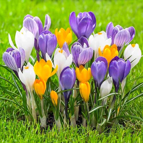 10 Stück, Großblütiger Krokus, Farbmischung - Blumenzwiebeln: Ilość w opakowaniu: 10 Stück
