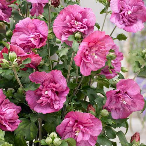1 Stück, Garteneibisch (Hibiscus) Magenta Chiffon - Stauden: Ilość w opakowaniu: 1 Stück