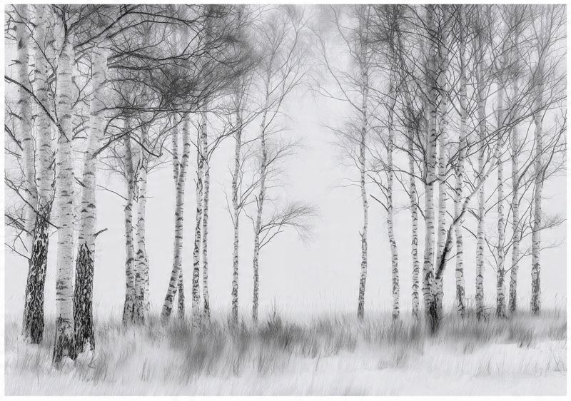 Fototapeta Las 3D Czarno Biały Drzewa WALLARENA 300x210 cm Tapeta Do Sypialni Salonu Kuchni 1 szt.