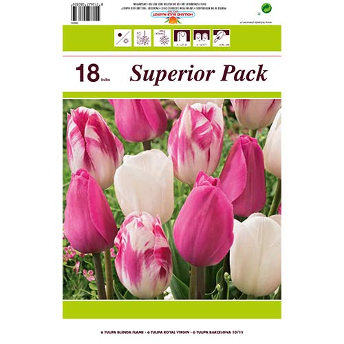 Super oferta! Tulipan Morning Star, zestaw 18 cebul - Cebule: Ilość w opakowaniu: 18 szt.