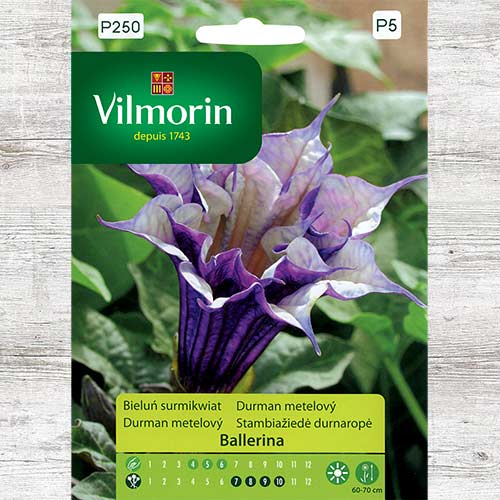 1 szt, Bieluń surmikwiat (Datura) Ballerina - Nasiona: Ilość w opakowaniu: 5 szt