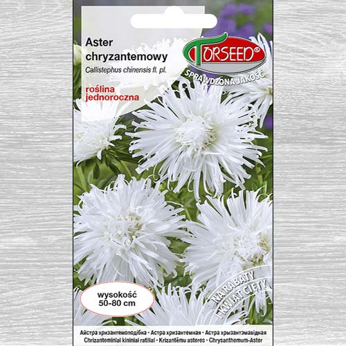 1 szt, Aster chryzantemowy wysoki biały - Nasiona: Ilość w opakowaniu: 0.5 g