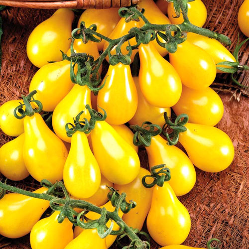 1 szt, Pomidor Yellow Pearshaped - Nasiona: Ilość w opakowaniu: 0.20 g