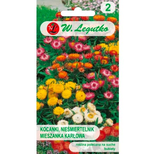 1 szt, Kocanki karłowe (Nieśmiertelnik) Tom Thumb, mix - Nasiona: Ilość w opakowaniu: 0.5 g