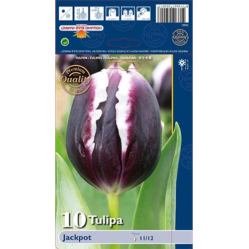 10 szt., Tulipan Triumph Jackpot - Cebule: Ilość w opakowaniu: 10 szt.