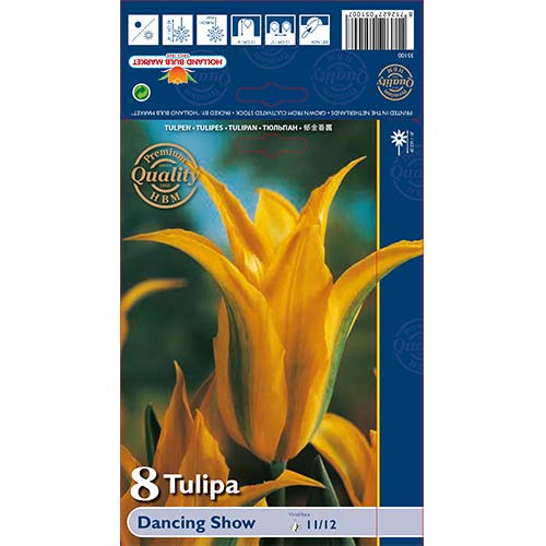 8 szt., Tulipan Viridiflora Dancing Show - Cebule: Ilość w opakowaniu: 8 szt.