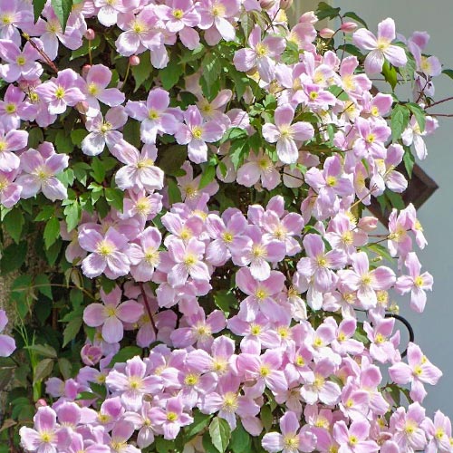 1 buc, Clematis montana Elizabeth - Răsaduri: Mod de ambalare: 1 buc