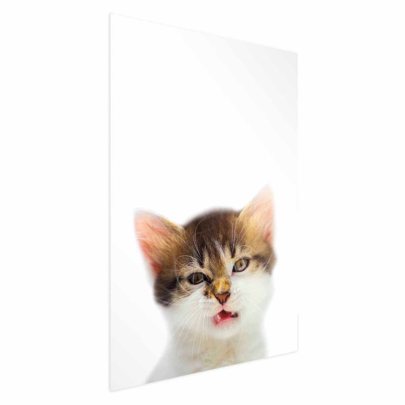 Plakat Artgeist Zirytowany kot 29,7x42 cm bez ramy 1 szt