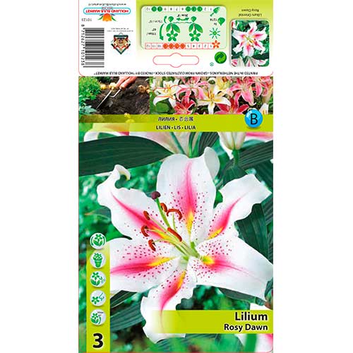 3 cib, Lilie orientální Rosy Dawn - : Monžstvo balíkov: 3 cib