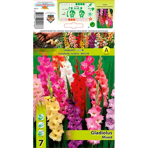 7 Stück, Gladiole Ruhhled, Farbmischung - Zwiebeln: Ilość w opakowaniu: 7 Stück