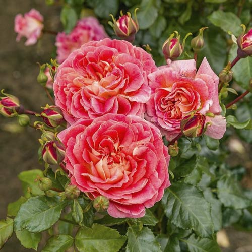 Rosa floribunda Designer Sunset , C3 - Plántulas: Ilość w opakowaniu: 1 plantas