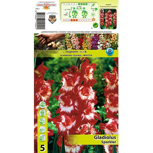 5 buc, Gladiole Sparkler - Bulbi: Mod de ambalare: 5 buc