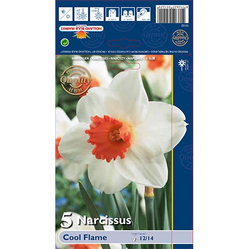 5 buc, Narcise Cool Flame - Bulbi: Mod de ambalare: 5 buc