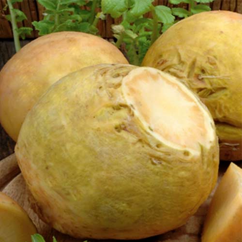 1 szt, Brukiew Nadmorska - Nasiona: Ilość w opakowaniu: 10 g