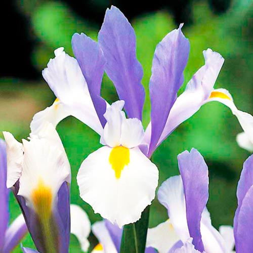 1 szt, Irys holenderski Silver Beauty - Cebule: Ilość w opakowaniu: 10 szt.